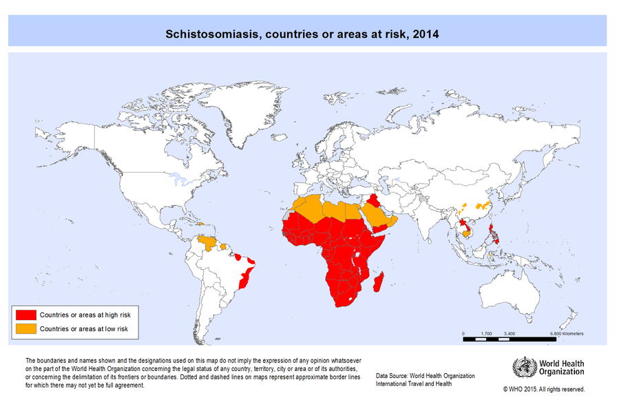 schistosomiasis verbreitung paraziți organizația mondială a sănătății